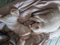 Heilige Birma/BKH Kitten zu verkaufen