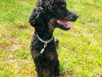 Pudel Deckrüde mit Erfahrung black and tan Zwergpudel apricot