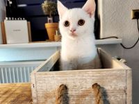 Reinrassige BKH Kitten suchen neue Familien