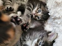 Maine Coon Kitten