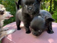 Wunderschöne Chihuahuawelpen reinrassig