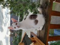 13 Wochen alter "weisser Peter"