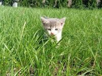 Katzen suchen neue Zuhause