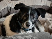 Verträglicher Maxi sucht ein erfahrenes Zuhause