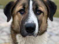 Anxton, geb. ca. 02/2022, lebt in GRIECHENLAND, im städt. Tierheim Serres