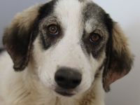 Tristan, geb. ca. 05/2022, lebt in GRIECHENLAND, auf einer privaten Pflegestelle