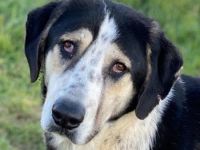 Timos, geb. ca. 01/2019, lebt in GRIECHENLAND, auf einem Gelände