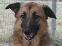 Thumper, geb. ca. 01/2022, lebt in GRIECHENLAND, im städt. Tierheim Serres