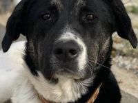 Thanio, geb. ca. 06/2020, lebt in GRIECHENLAND, im städt. Tierheim Serres