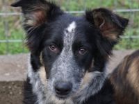 Talom, geb. ca. 03/2022, lebt in GRIECHENLAND, auf einer privaten Pflegestelle