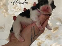 Reinrassige Havaneser Welpen mit Ahnentafel/Gesundheitszeugnis