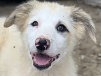 Eika, geb. ca. 02/2023, lebt in GRIECHENLAND, im städt. Tierheim Serres