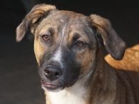 Eliza, geb. ca. 01/2023, lebt in GRIECHENLAND, auf einer privaten Pflegestelle