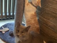 Einzeln oder paarweise suchen nach Dosenöffner