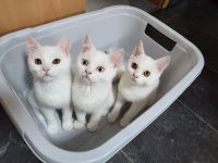 Bkh kitten reinrassig