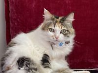 Diese Schönheit Regina sucht nach liebevollen Besitzer/in/n.