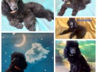 Liebenswerte schwarze Zwergpudel ,Pudelzucht vom Naturparadies, wünschen Fürimmerzuhause