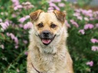 Süße Buba sucht Körbchen