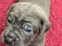 Cane Corso Welpen mit deutscher Ahnentafel