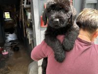 Riesenschnauzer Welpen mix