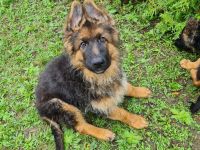 Schäferhundwelpen in liebevolle Hände abzugeben