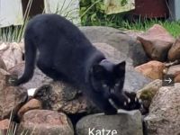 Kitten in liebevolle abzugeben