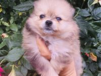 Pomeranian Zwergspitz Welpen