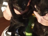 Süße kleine Kätzchen suchen  dringend ein neues Zuhause