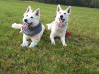 Weisser Schäferhund Welpen FCI