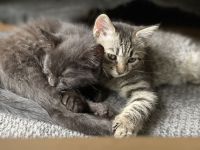 Kitten in liebevolle Hände abzugeben