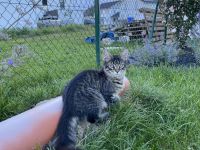 AUSZUGSBEREIT: Maine Coon Dame in Black-tabby sucht liebevolles Zuhause