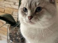 BKH Deckkater mit Stammbaum (Videoüberwacht)