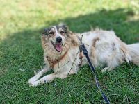 Carlotta, sucht einen Gnadenplatz