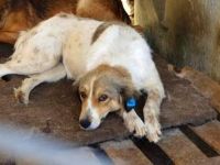 Carlotta, sucht einen Gnadenplatz