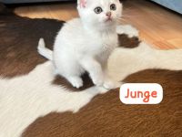 Wunderschöne BKH Kitten mit Stammbaum.