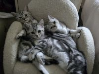BKH Familienkatzen verschmust  verspielt dürfen  ausziehenl,Stammbaum,gechip , Gesundheitszeugnis