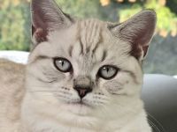 Ende April erwarten wir Seal point Babys ,Stammbaum,gechip , Gesundheitszeugnis