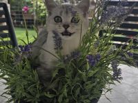 BKH Kitten Familienkatzen, Stammbaum,geimpft,gechipt GESUNDHEITSZEUGNIS ,EU Ausweis