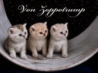 BKH Kitten Familienkatzen, Stammbaum,geimpft,gechipt GESUNDHEITSZEUGNIS ,EU Ausweis