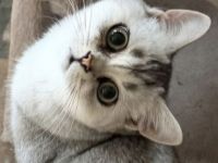 BKH Kitten Familienkatzen, Stammbaum,geimpft,gechipt GESUNDHEITSZEUGNIS ,EU Ausweis