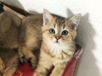 Baby Katzen in Golden Shaded