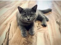BKH Britisch Kurzhaar Kitten Suchen ab sofort ein neues Zuhause