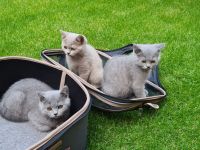 BKH Kitten mit WCF- Stammbaum