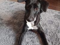 Karli sucht ein neues Zuhause