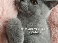Reinrassige BKH Kitten Blue weiblich