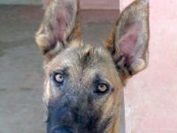 Sushi 2, männlicher Schäferhund-Mix