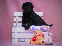 Riesenschnauzer schwarz puppies