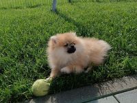 Zwergspitz Pomeranian Mädchen