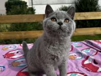 BKH Britisch Kurzhaar Kitten