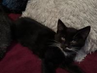 Maine coon - bkh mix Kitten